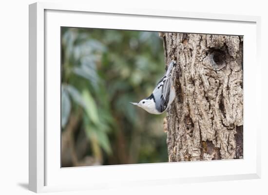 White-Breasted Nuthatch-Gary Carter-Framed Photographic Print