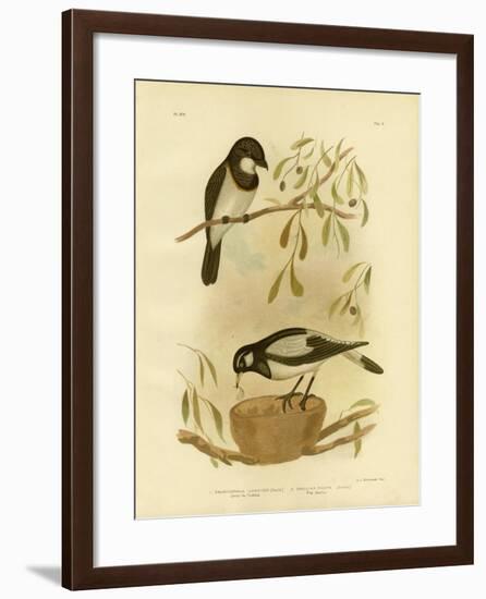 White-Breasted Whistler, 1891-Gracius Broinowski-Framed Giclee Print