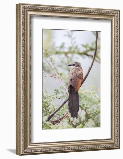 White-Browed Coucal Bird Sits Perched on Branch, Ngorongoro, Tanzania-James Heupel-Framed Photographic Print