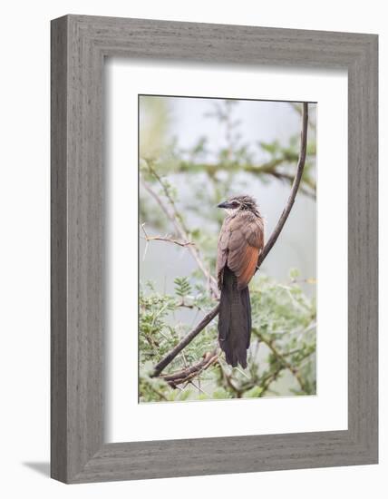 White-Browed Coucal Bird Sits Perched on Branch, Ngorongoro, Tanzania-James Heupel-Framed Photographic Print