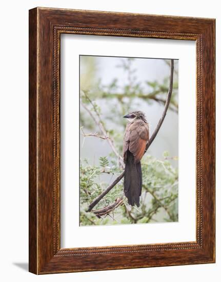 White-Browed Coucal Bird Sits Perched on Branch, Ngorongoro, Tanzania-James Heupel-Framed Photographic Print