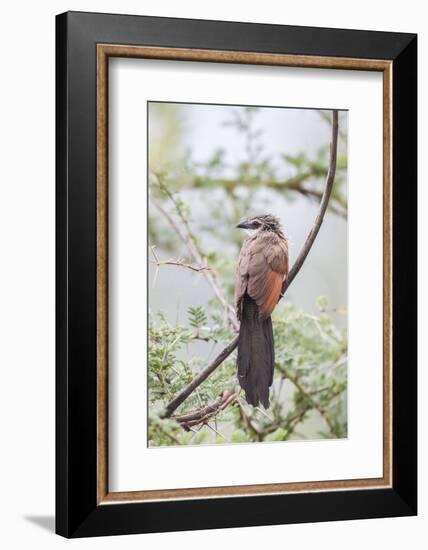 White-Browed Coucal Bird Sits Perched on Branch, Ngorongoro, Tanzania-James Heupel-Framed Photographic Print