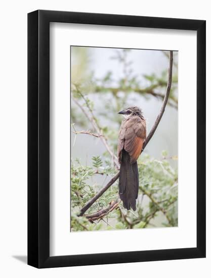 White-Browed Coucal Bird Sits Perched on Branch, Ngorongoro, Tanzania-James Heupel-Framed Photographic Print