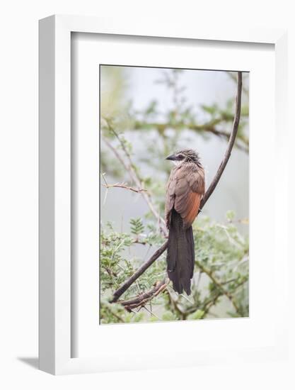 White-Browed Coucal Bird Sits Perched on Branch, Ngorongoro, Tanzania-James Heupel-Framed Photographic Print