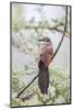 White-Browed Coucal Bird Sits Perched on Branch, Ngorongoro, Tanzania-James Heupel-Mounted Photographic Print