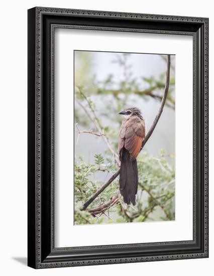 White-Browed Coucal Bird Sits Perched on Branch, Ngorongoro, Tanzania-James Heupel-Framed Photographic Print