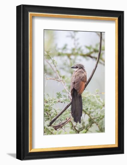 White-Browed Coucal Bird Sits Perched on Branch, Ngorongoro, Tanzania-James Heupel-Framed Photographic Print