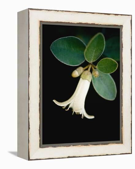 White bud with green leaves-Angela Drury-Framed Premier Image Canvas