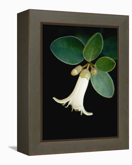 White bud with green leaves-Angela Drury-Framed Premier Image Canvas