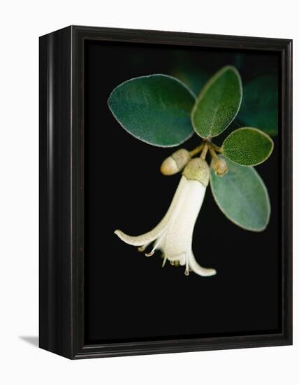 White bud with green leaves-Angela Drury-Framed Premier Image Canvas