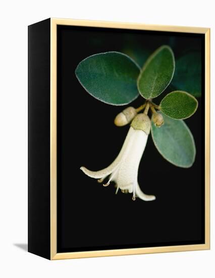 White bud with green leaves-Angela Drury-Framed Premier Image Canvas