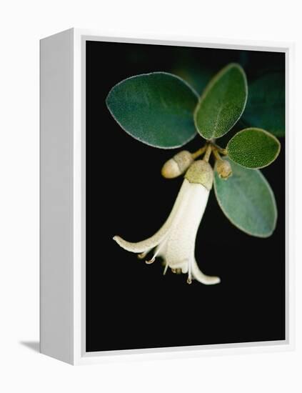 White bud with green leaves-Angela Drury-Framed Premier Image Canvas