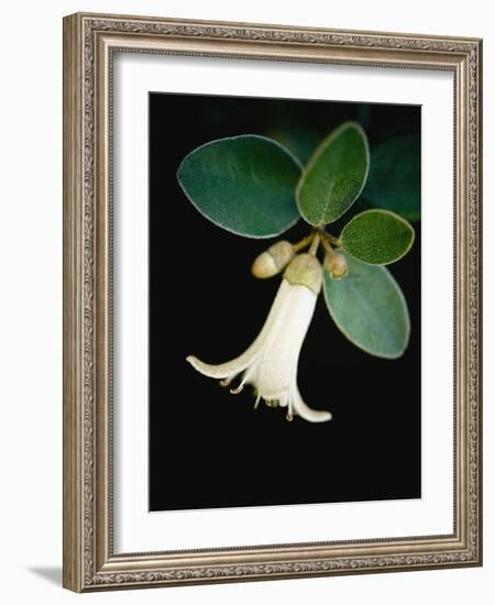 White bud with green leaves-Angela Drury-Framed Photographic Print