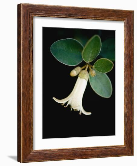 White bud with green leaves-Angela Drury-Framed Photographic Print