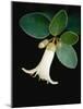 White bud with green leaves-Angela Drury-Mounted Photographic Print