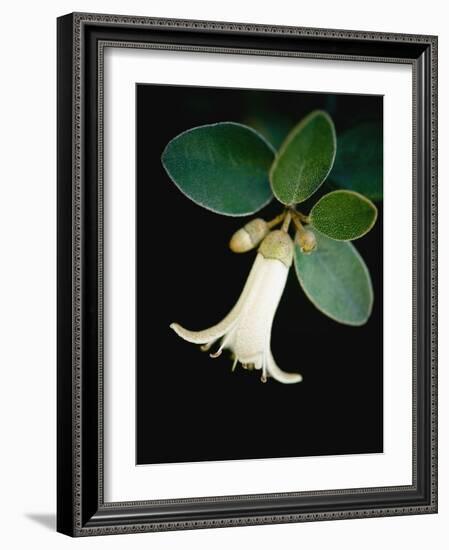 White bud with green leaves-Angela Drury-Framed Photographic Print