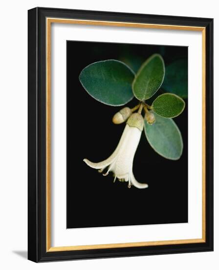 White bud with green leaves-Angela Drury-Framed Photographic Print