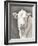 White Bull-Gwendolyn Babbitt-Framed Art Print