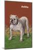 White Bulldog-null-Mounted Art Print