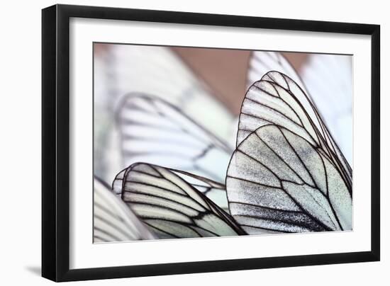 White Butterflies on Sand-Kichigin-Framed Photographic Print