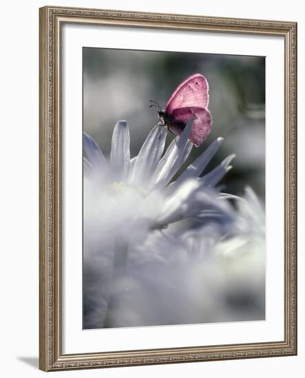 White Butterfly on White Shasta Daisies, Oregon, USA-Janis Miglavs-Framed Photographic Print