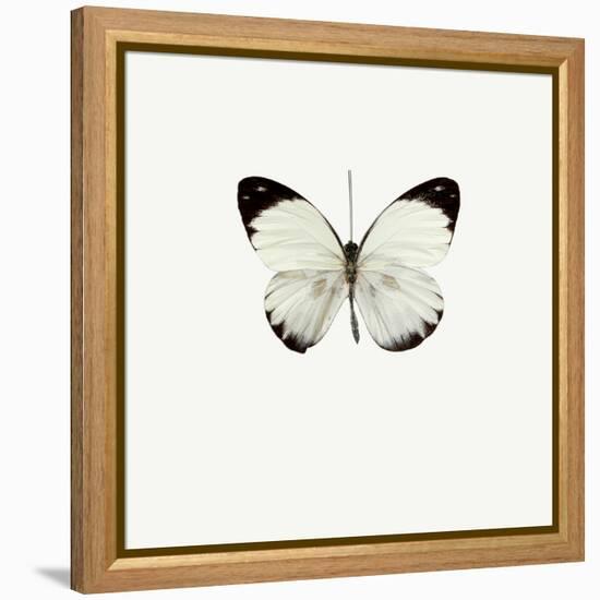 White Butterfly-PhotoINC-Framed Premier Image Canvas