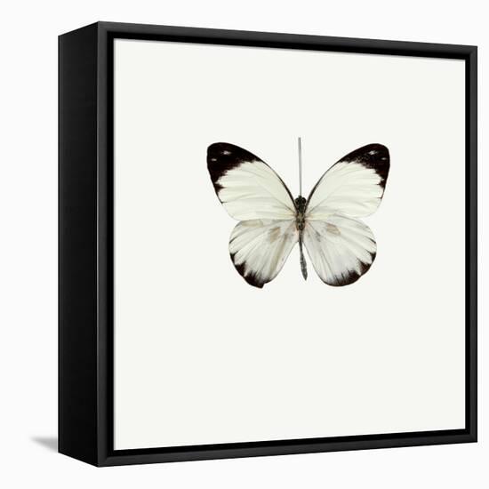 White Butterfly-PhotoINC-Framed Premier Image Canvas