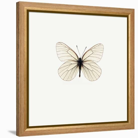 White Butterfly-PhotoINC-Framed Premier Image Canvas