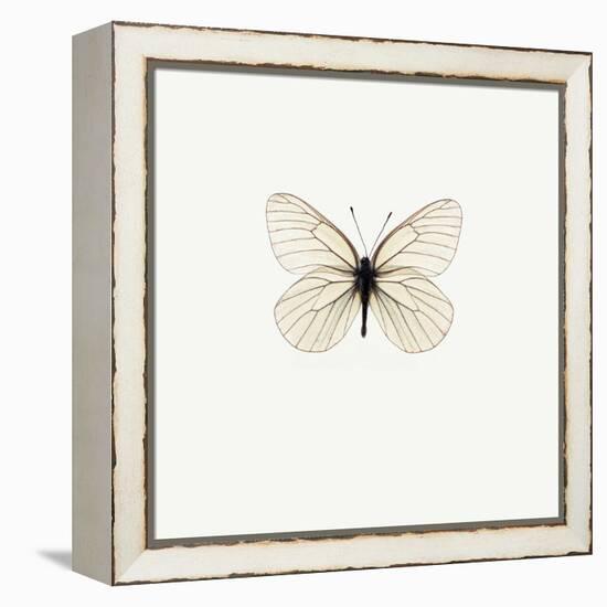 White Butterfly-PhotoINC-Framed Premier Image Canvas