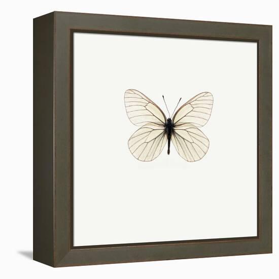 White Butterfly-PhotoINC-Framed Premier Image Canvas