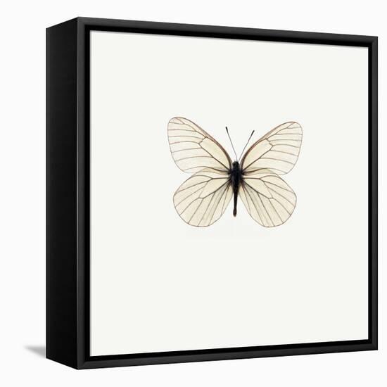 White Butterfly-PhotoINC-Framed Premier Image Canvas