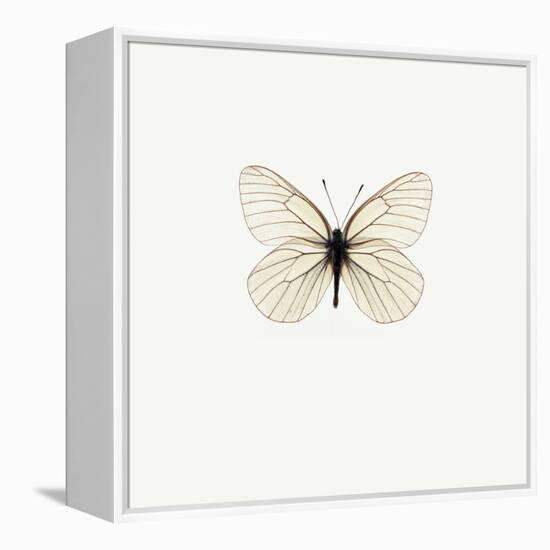 White Butterfly-PhotoINC-Framed Premier Image Canvas
