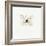 White Butterfly-PhotoINC-Framed Photographic Print