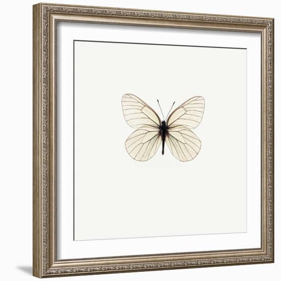 White Butterfly-PhotoINC-Framed Photographic Print