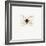 White Butterfly-PhotoINC-Framed Photographic Print