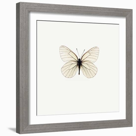 White Butterfly-PhotoINC-Framed Photographic Print