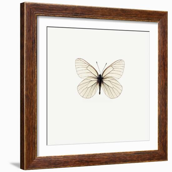 White Butterfly-PhotoINC-Framed Photographic Print