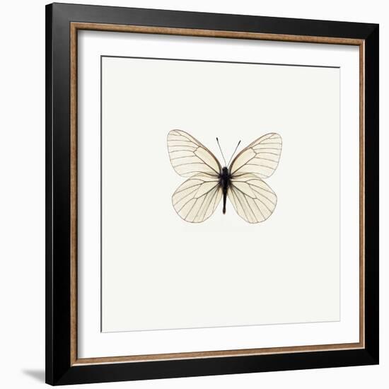 White Butterfly-PhotoINC-Framed Photographic Print