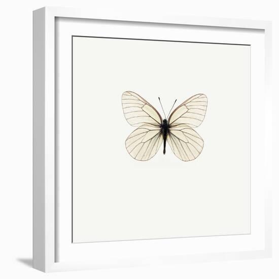 White Butterfly-PhotoINC-Framed Photographic Print