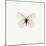 White Butterfly-PhotoINC-Mounted Photographic Print