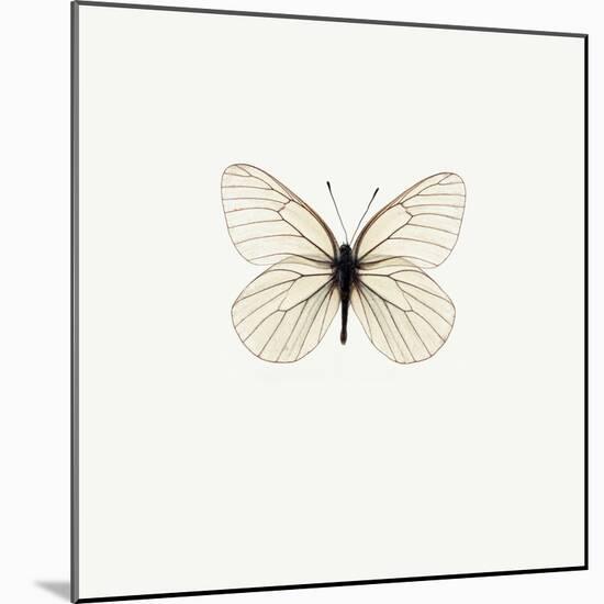 White Butterfly-PhotoINC-Mounted Photographic Print