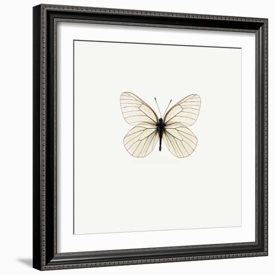 White Butterfly-PhotoINC-Framed Photographic Print