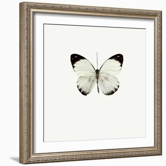 White Butterfly-PhotoINC-Framed Photographic Print