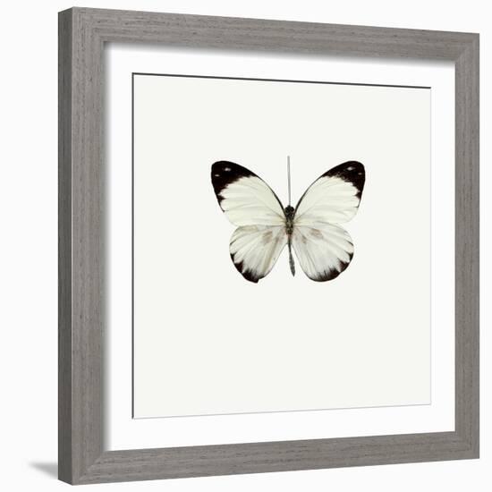 White Butterfly-PhotoINC-Framed Photographic Print