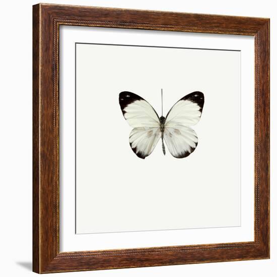 White Butterfly-PhotoINC-Framed Photographic Print