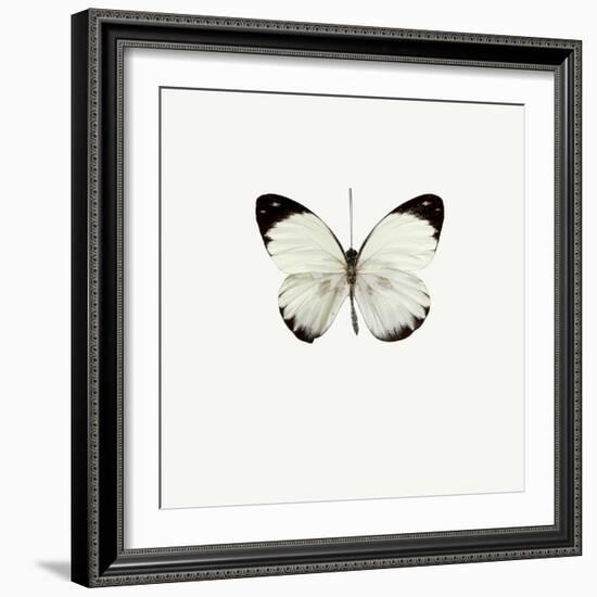 White Butterfly-PhotoINC-Framed Photographic Print