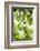 White Cacao Tree, Amazon Rainforest, Coca, Ecuador, South America-Matthew Williams-Ellis-Framed Photographic Print