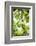 White Cacao Tree, Amazon Rainforest, Coca, Ecuador, South America-Matthew Williams-Ellis-Framed Photographic Print