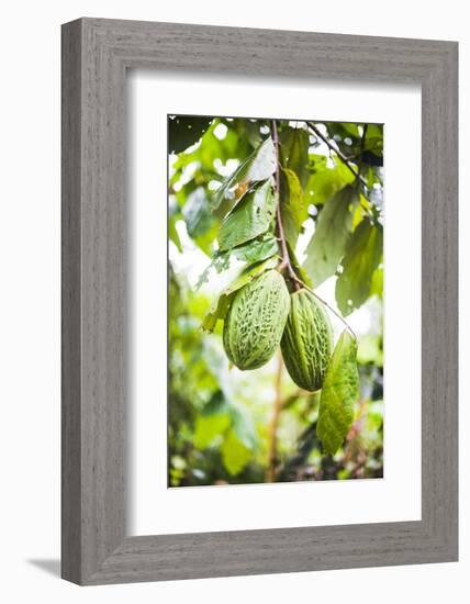 White Cacao Tree, Amazon Rainforest, Coca, Ecuador, South America-Matthew Williams-Ellis-Framed Photographic Print