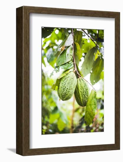 White Cacao Tree, Amazon Rainforest, Coca, Ecuador, South America-Matthew Williams-Ellis-Framed Photographic Print